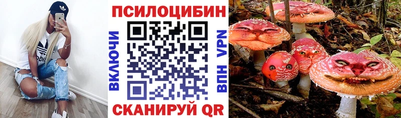 Купить  Прохладный  Галлюциногенные грибы Cubensis 
